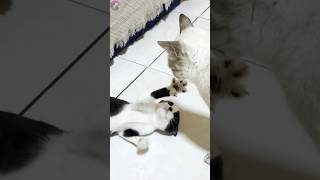 🐾 Feisty Rescued Kitten Takes on the Resident Cat Brace for the Unexpected Twists 🌪️ shorts [upl. by Ninel673]