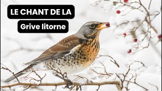 Le chant de la grive litorne [upl. by Blake]