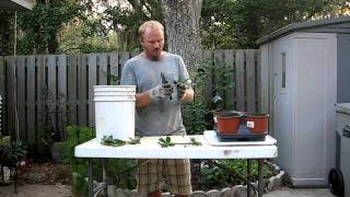 Cloning a rose bush [upl. by Friday]