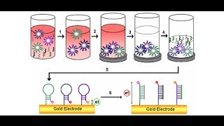 DNA Detection method [upl. by Llewej]