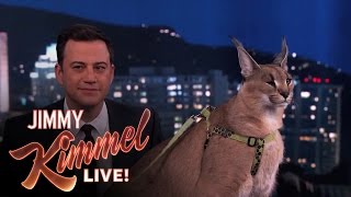 Dave Salmoni Scares Jimmy Kimmel with Wild Animals [upl. by Ardnued51]