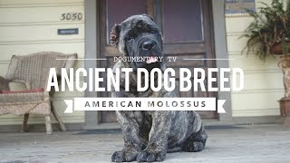 AMERICAN MOLOSSUS A RECREATION OF AN ANCIENT DOG BREED [upl. by Anawk924]