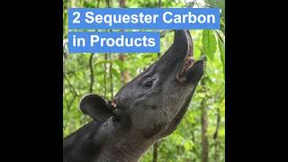 CARBON AGROFOREST amp SMART GRID as ESSENTIALS for SOLUTIONS of CHALLENGES amp ACTION PLAN [upl. by Bendicta779]