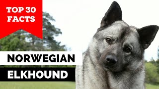 99 of Norwegian Elkhound Owners Dont Know This [upl. by Naitsihc541]