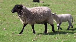 Video Of Sheep Walking [upl. by Corrine]