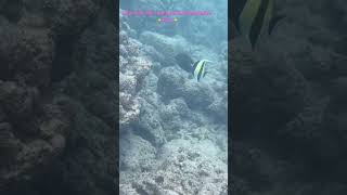 Moorish Idol and Keeltail Needlefish raddadchad snorkeling fish party hawaii aloha [upl. by Sonnnie856]