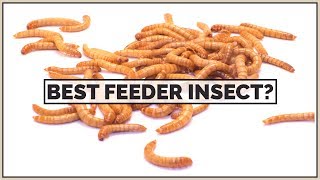 Crickets VS Mealworms VS Dubia Roaches  The Best Feeder Insect [upl. by Reffotsirk150]