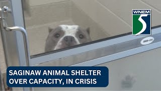 ‘We are absolutely drowning’ Saginaw animal shelter in crisis [upl. by Elayor656]