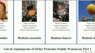 List of Angiosperms of Order Proteales Family Proteaceae Part 1 banksia adenanthos bella elegans [upl. by Eeb315]