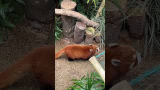 小熊猫肥嘟嘟 oceanparkhongkong cute redpanda 小熊猫 [upl. by Reames]