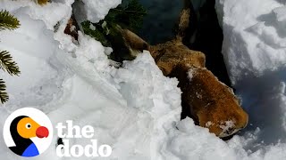 Giant Moose Trapped In A Snow Cave Is Running Out Of Time  The Dodo [upl. by Onidranreb578]