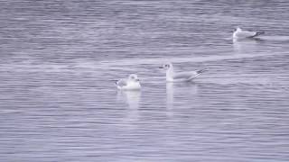 Ringbilled Gull  Ad Winter  Strathclyde Loch 2017 [upl. by Attaynek]