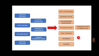 FGR  Pathophysiology [upl. by Fleck]