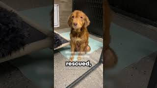 This Dogs Story Will Restore Your Faith In Humanity 🥺 dog heartwarming wholesome [upl. by Raskind]