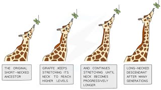 PERBANDINGAN TEORI LAMARCK VS DARWIN [upl. by Ecylla]