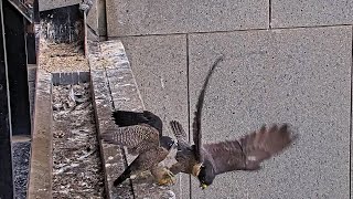 367 Collins St Falcons Youngest Chick Grabs Mum  Gets Pulled from Ledge 😬 2024 Nov 17 [upl. by Averell600]