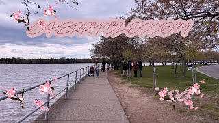 NATIONAL CHERRY BLOSSOM  Washington DC Walking Tour [upl. by Urbana460]