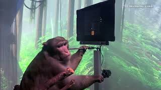 Watch Elon Musks Neuralink monkey play video games with his brain for an HOUR [upl. by Lyrradal]