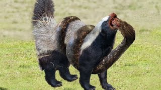 Honey badger vs Snake  King Cobra  Lizard Real Fight Compilation  Big Battle In The Desert [upl. by Danny]