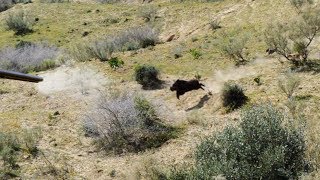 Chasse Sanglier au Maroc avec de Nombreux Tirs [upl. by Isyak967]