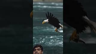 Eagle flys full speed through rain storm grabs a dying fish from the water and swallows it whole [upl. by Uok]