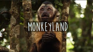 Monkeyland  South Africa [upl. by Axia]