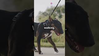 Leash Training Your Dog Quick Tips [upl. by Mailliwnhoj756]