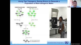 New development of the Sterile Insect Technique SIT against mosquitoes [upl. by Fee]