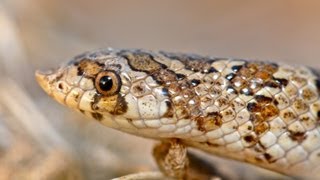 The Farting Snake Western Hooknose Snake [upl. by Reidar]