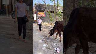 Gau Mata ￼🐄 khane ko pini me na feke 🐮🙏 shortvideo shortsfeed [upl. by Aridan920]