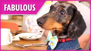 Dachshund Cafe opens its doors to dog lovers [upl. by Baudoin104]