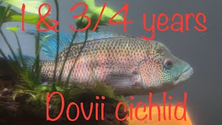 1 34 years update dovii wolf cichlid [upl. by Yahsal]