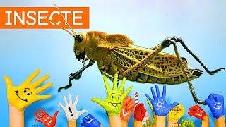 Copiii invata insecte  12 [upl. by Isadore]