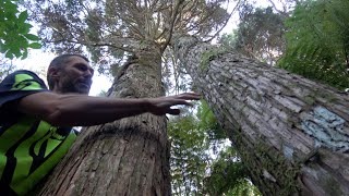 Freestyle Silviculture  Tending the Forest [upl. by Massab]