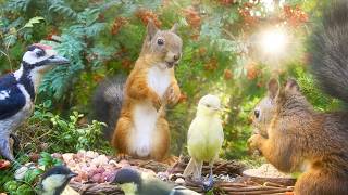 CAT TV😽 ADORABLE Little Birds and Cutest Squirrels 10 Hours FUnFUnFun [upl. by Andres302]