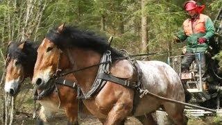 Horse logging Biomass Sweden 2012 [upl. by Wilden948]