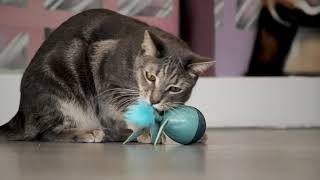 Petlinks® Dizzy Thing™ electronic cat toy [upl. by Etteiram]