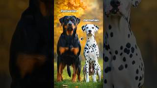 The Insane World of Dog Fusion Hybrids shorts dogs hybrids [upl. by Eirret]