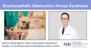 Breathing problems in flatfaced brachycephalic dogs and cats  and how theyre treated [upl. by Gun]