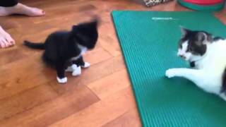 Kitten with deformed hind legs playing [upl. by Delaine]