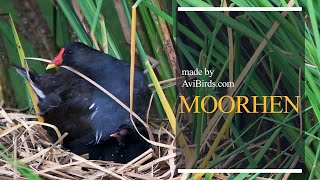 Moorhen Marsh Hens [upl. by Lika]