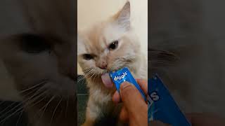 catfood drools chicken paste liked by cat [upl. by Truda]