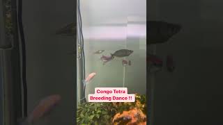 Congo Tetras SECRET Breeding Dance [upl. by Franzen]