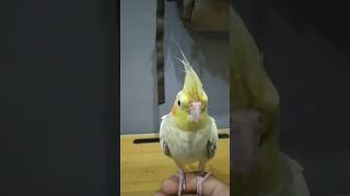 cockatiel cockatoo cute birds falk parkitaustralia parrot cockatiels burung funnyvideo [upl. by Eta]