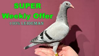 SUPER Week Offer with 100 Leideman hen SOLD [upl. by Sorilda985]