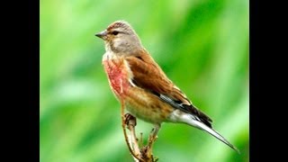 Kneu Common Linnet singing [upl. by Remy928]