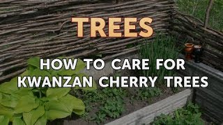 How to Care for Kwanzan Cherry Trees [upl. by Ahsiner]