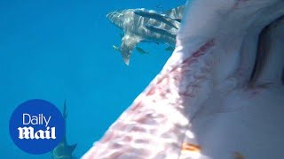 See what happens when a GoPro camera goes up against a shark  Daily Mail [upl. by Sharman]