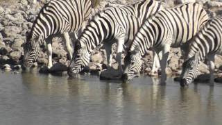 African Safari  Namibia Etosha National Park  Zebras [upl. by Damita132]