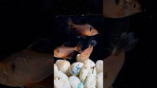 Meet the Serpae Tetra Hyphessobrycon eques [upl. by Conlin]